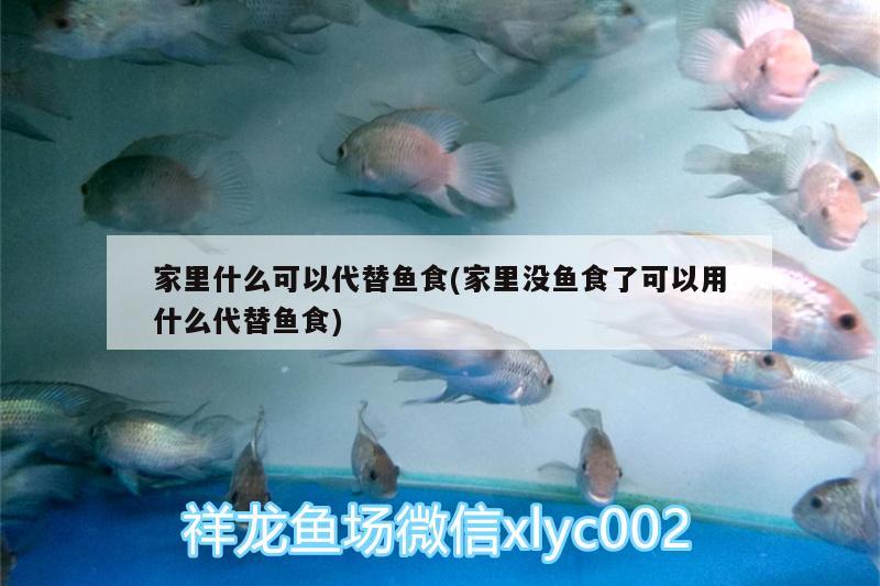 家里什么可以代替魚食(家里沒魚食了可以用什么代替魚食) 元寶鯽