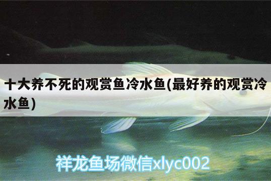 十大養(yǎng)不死的觀賞魚冷水魚(最好養(yǎng)的觀賞冷水魚) 廣州水族批發(fā)市場