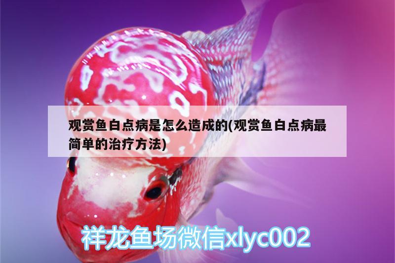 觀賞魚白點病是怎么造成的(觀賞魚白點病最簡單的治療方法)