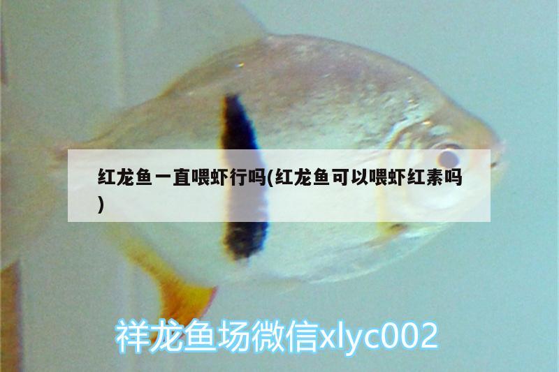 紅龍魚一直喂蝦行嗎(紅龍魚可以喂蝦紅素嗎) 成吉思汗鯊（球鯊）魚