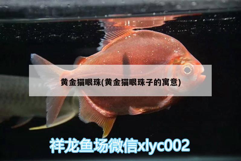 黃金貓眼珠(黃金貓眼珠子的寓意) 黃金貓魚