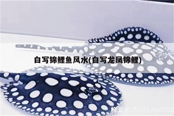 白寫錦鯉魚風水(白寫龍鳳錦鯉)