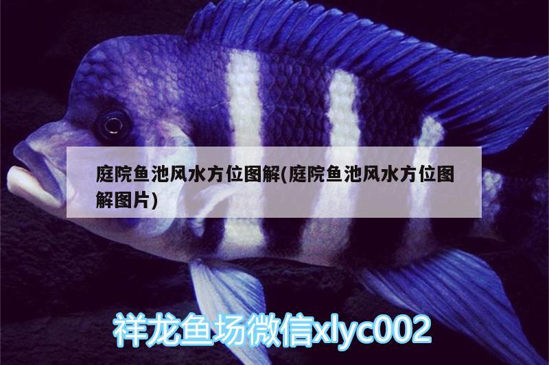 庭院魚池風水方位圖解(庭院魚池風水方位圖解圖片) 魚缸風水