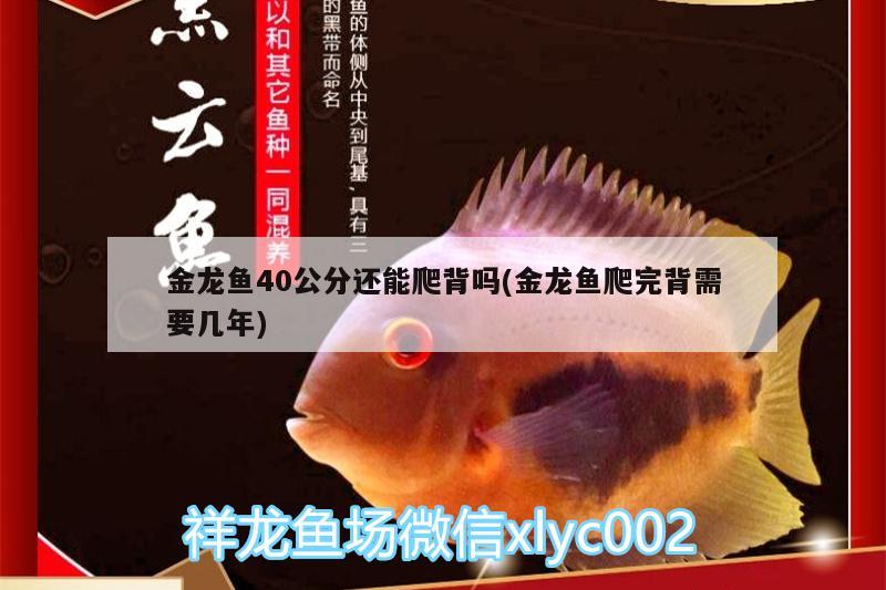 金龍魚40公分還能爬背嗎(金龍魚爬完背需要幾年) 大日玉鯖魚