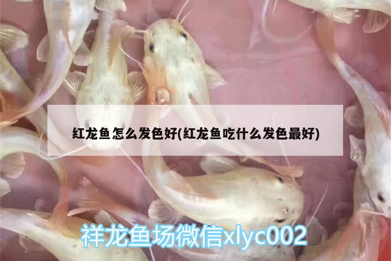 紅龍魚怎么發(fā)色好(紅龍魚吃什么發(fā)色最好)