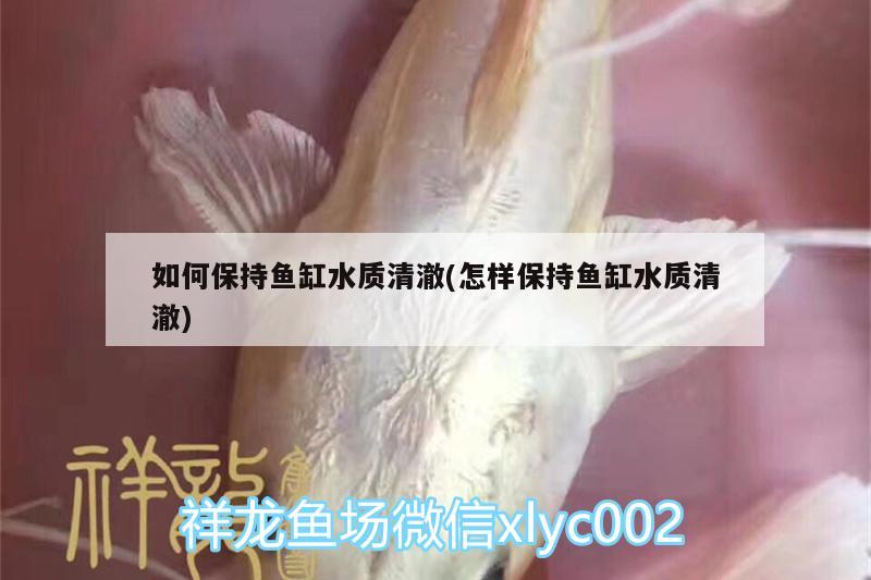 如何保持魚缸水質(zhì)清澈(怎樣保持魚缸水質(zhì)清澈)