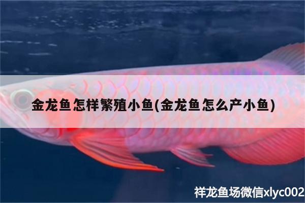 金龍魚怎樣繁殖小魚(金龍魚怎么產(chǎn)小魚)