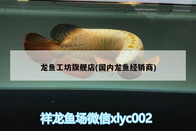 龍魚(yú)工坊旗艦店(國(guó)內(nèi)龍魚(yú)經(jīng)銷商)