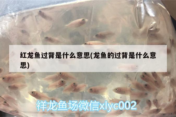 紅龍魚過(guò)背是什么意思(龍魚的過(guò)背是什么意思) 申古銀版魚