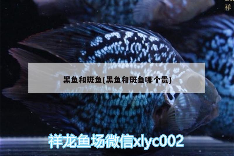 黑魚(yú)和斑魚(yú)(黑魚(yú)和斑魚(yú)哪個(gè)貴) 元寶鯽