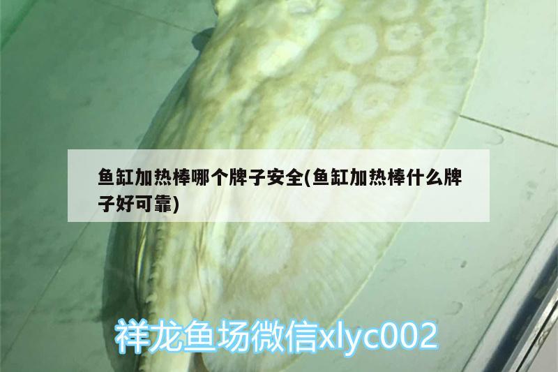 魚缸加熱棒哪個(gè)牌子安全(魚缸加熱棒什么牌子好可靠)