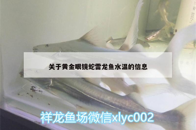 關(guān)于黃金眼鏡蛇雷龍魚水溫的信息 黃金眼鏡蛇雷龍魚