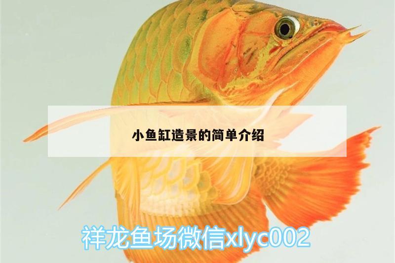 小魚缸造景的簡單介紹 觀賞魚市場（混養(yǎng)魚）