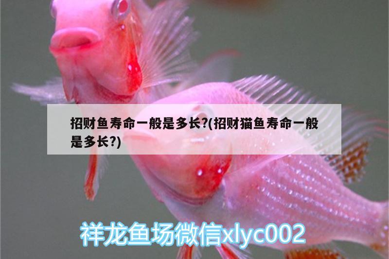 招財(cái)魚壽命一般是多長(zhǎng)?(招財(cái)貓魚壽命一般是多長(zhǎng)?)