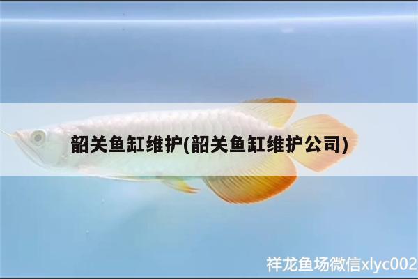 韶關魚缸維護(韶關魚缸維護公司)