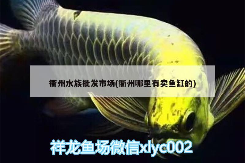 衢州水族批發(fā)市場(衢州哪里有賣魚缸的) 觀賞魚水族批發(fā)市場