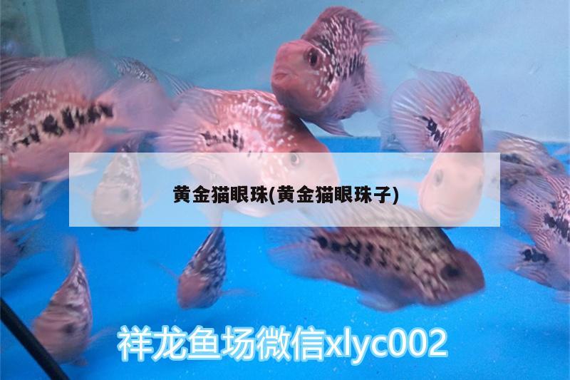 黃金貓眼珠(黃金貓眼珠子) 黃金貓魚百科