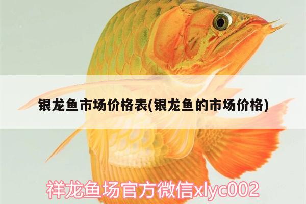 銀龍魚市場價格表(銀龍魚的市場價格)