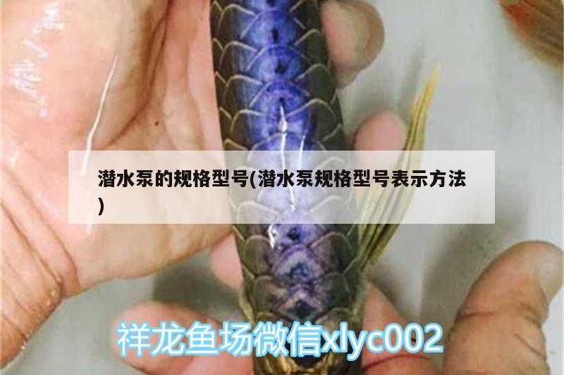 潛水泵的規(guī)格型號(hào)(潛水泵規(guī)格型號(hào)表示方法)