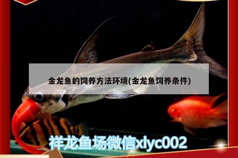 金龍魚的飼養(yǎng)方法環(huán)境(金龍魚飼養(yǎng)條件) 魟魚百科