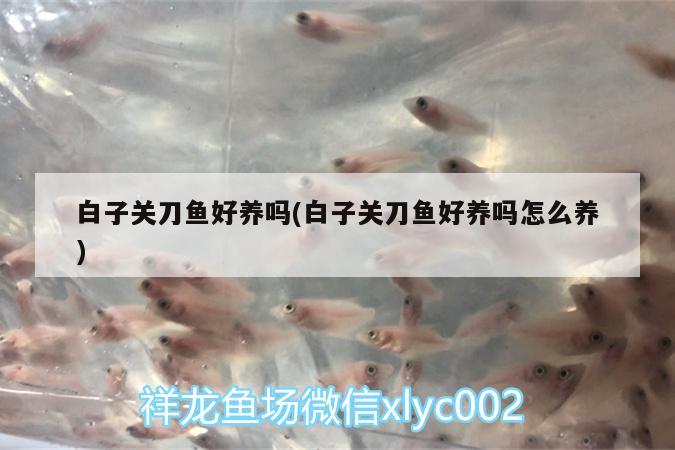 白子關(guān)刀魚(yú)好養(yǎng)嗎(白子關(guān)刀魚(yú)好養(yǎng)嗎怎么養(yǎng)) 白子關(guān)刀魚(yú)