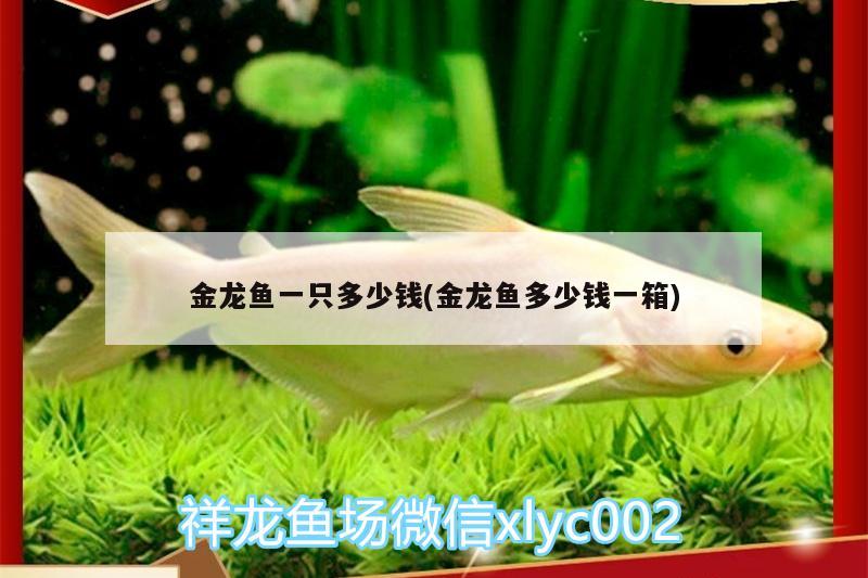 金龍魚一只多少錢(金龍魚多少錢一箱)