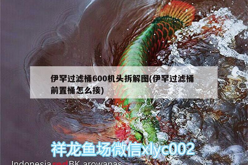 伊罕過濾桶600機頭拆解圖(伊罕過濾桶前置桶怎么接) 伊罕水族