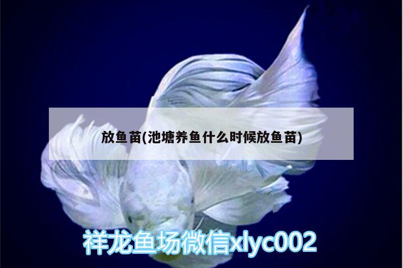 放魚苗(池塘養(yǎng)魚什么時候放魚苗)