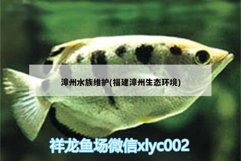 漳州水族維護(福建漳州生態(tài)環(huán)境) 豹紋夫魚苗