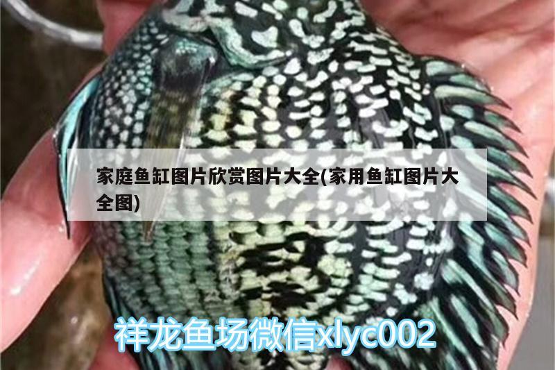 家庭魚(yú)缸圖片欣賞圖片大全(家用魚(yú)缸圖片大全圖) 祥龍金禾金龍魚(yú) 第2張