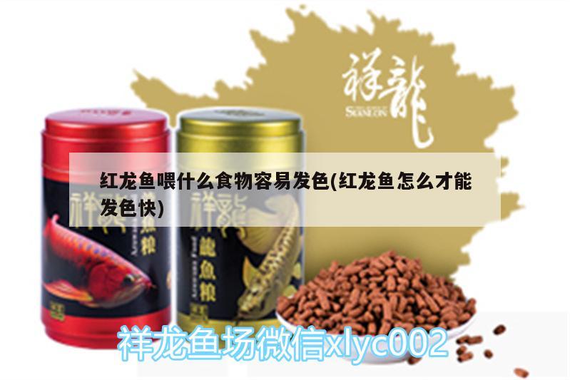 紅龍魚喂什么食物容易發(fā)色(紅龍魚怎么才能發(fā)色快)