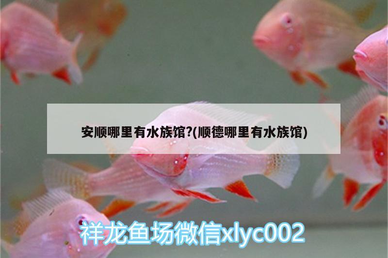 安順哪里有水族館?(順德哪里有水族館) 眼斑魚