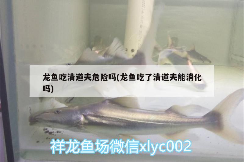 龍魚吃清道夫危險嗎(龍魚吃了清道夫能消化嗎) 星點金龍魚