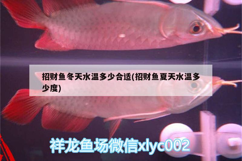 招財(cái)魚(yú)冬天水溫多少合適(招財(cái)魚(yú)夏天水溫多少度)