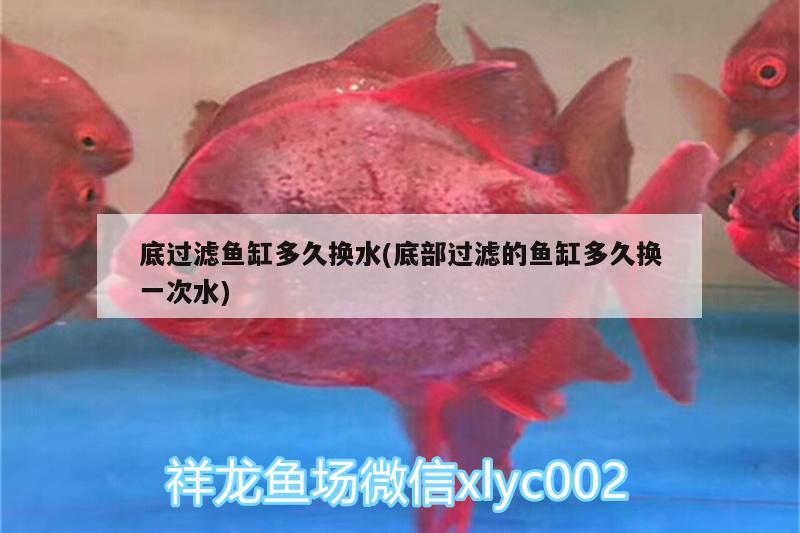 底過濾魚缸多久換水(底部過濾的魚缸多久換一次水) 觀賞魚市場