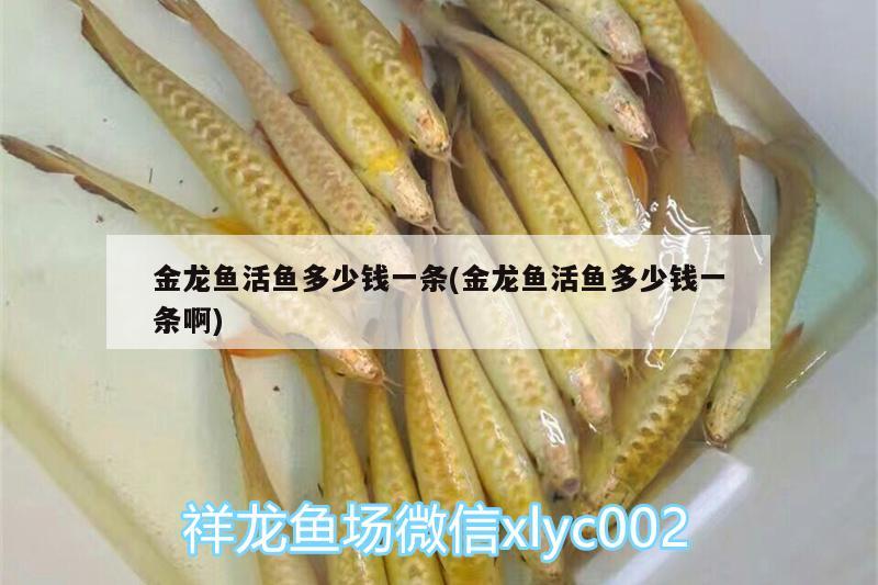 金龍魚(yú)活魚(yú)多少錢(qián)一條(金龍魚(yú)活魚(yú)多少錢(qián)一條啊)