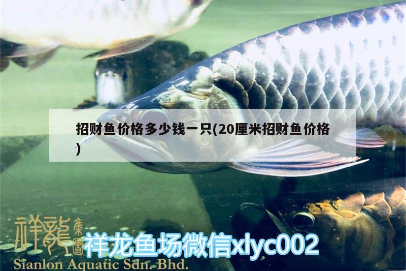 招財魚價格多少錢一只(20厘米招財魚價格) 銀河星鉆魚