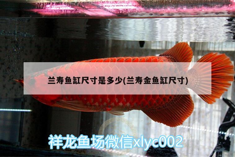 蘭壽魚缸尺寸是多少(蘭壽金魚缸尺寸)