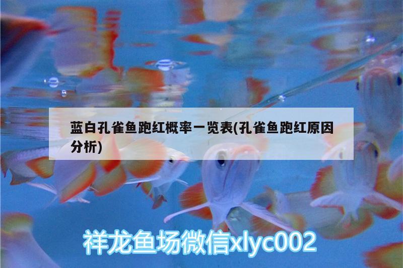 藍白孔雀魚跑紅概率一覽表(孔雀魚跑紅原因分析) 泰龐海蓮魚