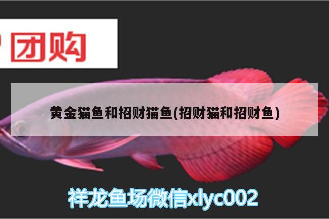 黃金貓魚和招財(cái)貓魚(招財(cái)貓和招財(cái)魚)