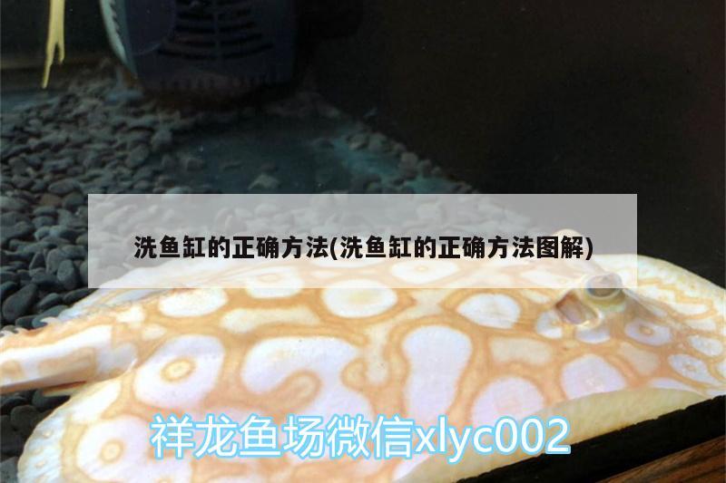 洗魚缸的正確方法(洗魚缸的正確方法圖解)