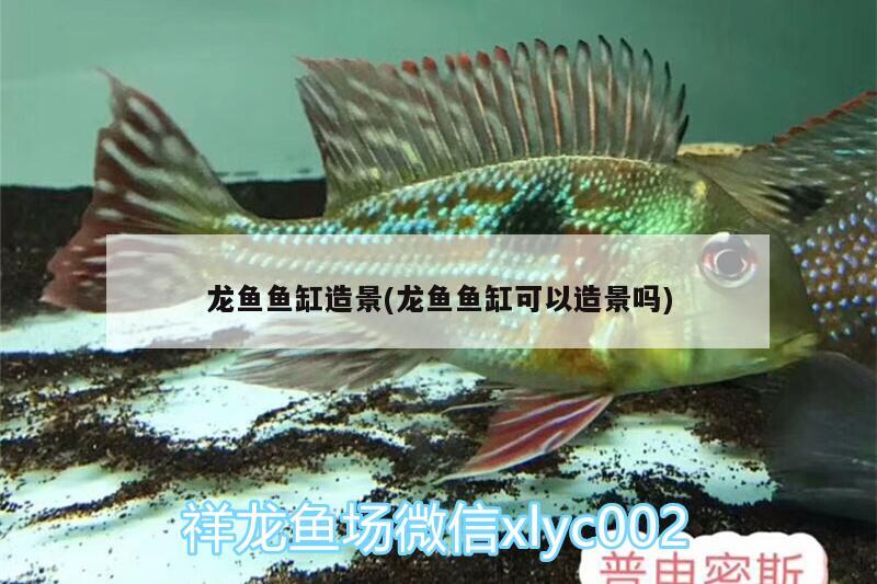 龍魚(yú)魚(yú)缸造景(龍魚(yú)魚(yú)缸可以造景嗎) 黃金鴨嘴魚(yú)