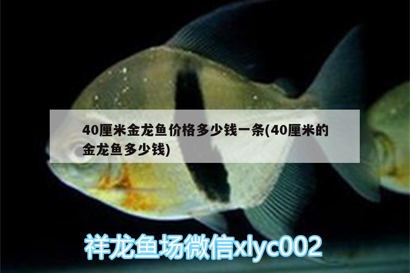 40厘米金龍魚(yú)價(jià)格多少錢(qián)一條(40厘米的金龍魚(yú)多少錢(qián)) 黑桃A魚(yú)苗