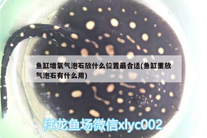 魚缸增氧氣泡石放什么位置最合適(魚缸里放氣泡石有什么用) 白子銀版魚苗