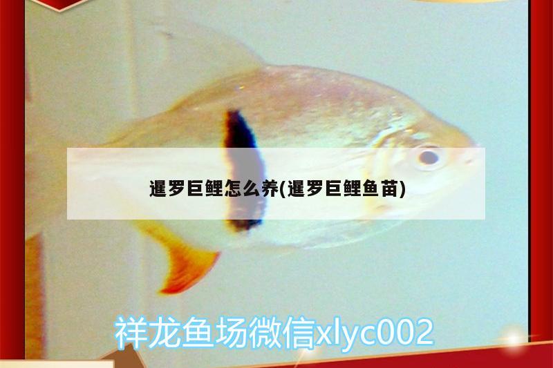 暹羅巨鯉怎么養(yǎng)(暹羅巨鯉魚苗)