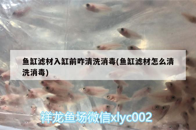 魚缸濾材入缸前咋清洗消毒(魚缸濾材怎么清洗消毒) 過背金龍魚