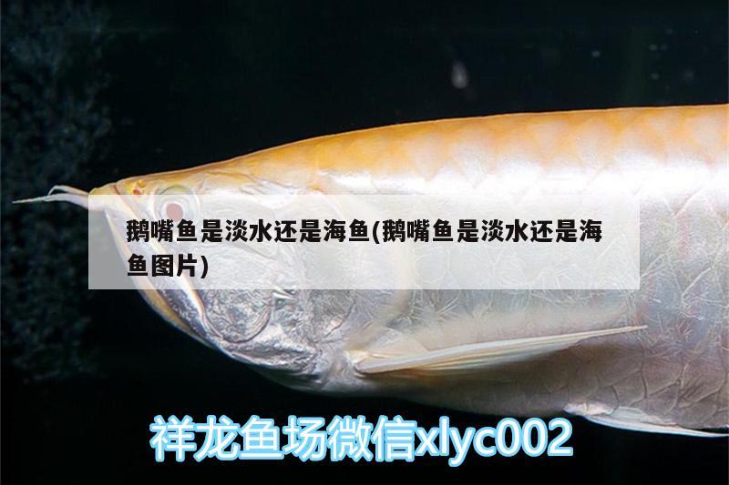 鵝嘴魚是淡水還是海魚(鵝嘴魚是淡水還是海魚圖片)