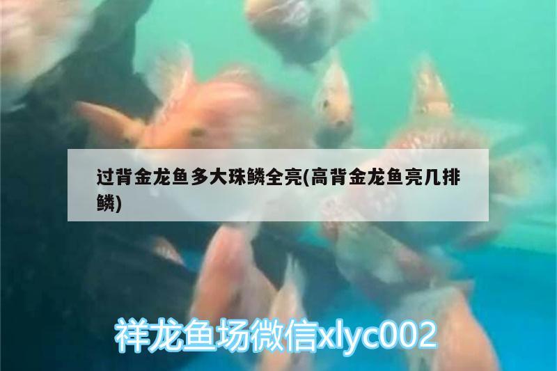 過背金龍魚多大珠鱗全亮(高背金龍魚亮幾排鱗)