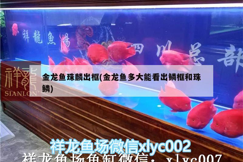 金龍魚珠麟出框(金龍魚多大能看出鱗框和珠鱗)