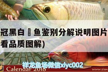 純血皇冠黑白魟魚(yú)鑒別分解說(shuō)明圖片(皇冠魟魚(yú)怎么看品質(zhì)圖解)